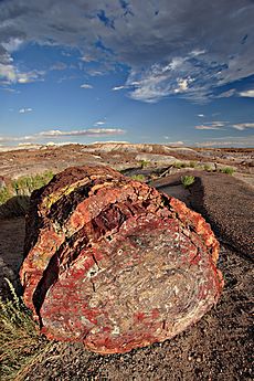 Petrified forest log 1 md