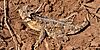 Texas horned lizard (Phrynosoma cornutum), Armstrong County, Texas