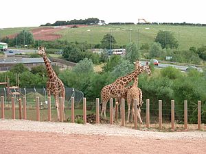 Giraffes south lakes wild animal park