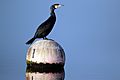 Great cormorant (phalacrocorax carbo)