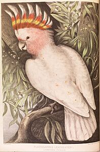 James Whitley Sayer - Leadbeaters Cockatoo, Plyctolophus leadbeateri - Google Art Project
