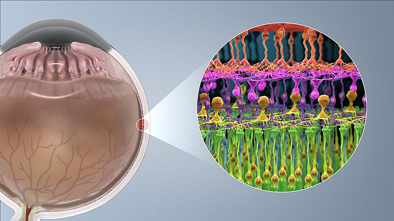 Photoreceptor cell