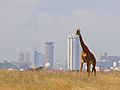 A lone giraffe in Nairobi National Park