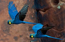 Lear's Macaw Anodorhynchus leari (cropped)