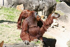 Audubon Zoo Orangutan