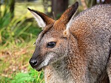 Red-necked wallaby442
