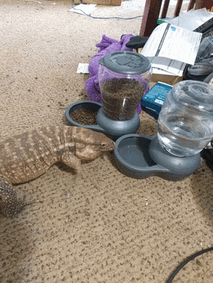 Red-tegu-fuego-drinking-water