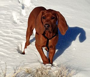 Adolescent Redbone Coonhound in the snow