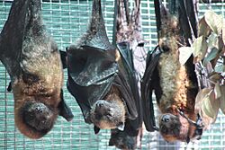 Lubee Bats