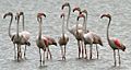 Greater Flamingoes (Phoenicopterus roseus) W2 IMG 9616