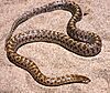 Arizona elegans occidentalis.jpg