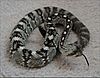Eastern black-tailed rattlesnake (Crotalus ornatus)