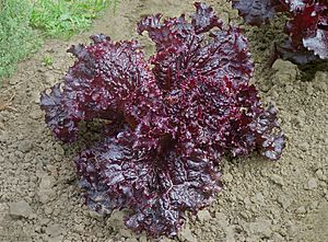 Red leaf lettuce J1.JPG