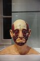 "Muscle Stage" of the Reconstruction of Richard III's Face