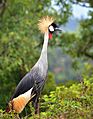 Crested Crane, Bunyonyi, Uganda