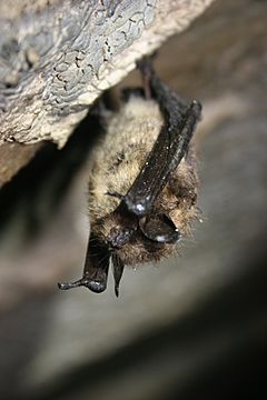 Healthy little brown bat (6950595524)