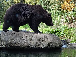 Brown Bear at Woodland Park Zoo