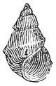 Pyrgulopsis nevadensis shell.jpg