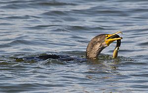 Great Cormorant 0010 - swallowing eel - East Potomac Park - 2013-08-25