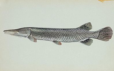 Alligator gar fish