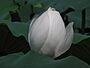 White Lotus Blossom.JPG
