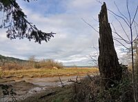 Tree stump next to a small creek