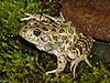 A green frog with brown spots