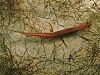 A slim salamander with translucent skin rests underwater