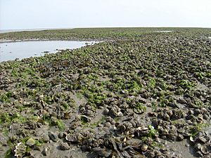 Bank met ondermeer kokkels mosselen en Japanse oesters in de Waddenzee bij Schiermonnikoog