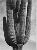 Detail of cactus "Saguaros, Saguro National Monument," Arizona. (Vertical Orientation), 1933 - 1942 - NARA - 519974