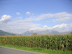 Field, corn, Liechtenstein, Mountains, Alps, Vaduz, sky, clouds, landscape