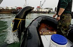 US Navy 030213-N-3783H-011 Zak, a 375-pound California sea lion, leaps back into the boat after a harbor-patrol training mission