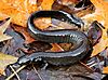 A long dark salamander lacking hindlimbs