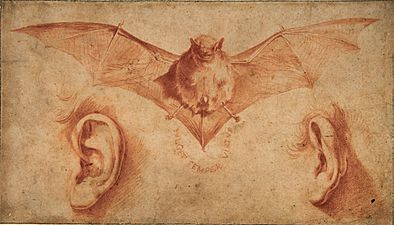 Ribera, Study of Bat & Ears, ca. 1622, red chalk & wash,16 x 27.8 cm., Metropolitan Museum Art