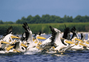 Pelicani din Delta Dunarii