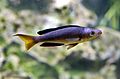 Kleinschuppiger Kaerpflingsbuntbarsch Cyprichromis microlepidotus Tierpark Hellabrunn-1