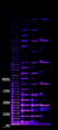 Bassoon-octaves-spectrogram