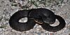 Plain-bellied watersnake (Nerodia erythrogaster), Chambers County, Texas