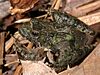 A dark green frog sits on leaves
