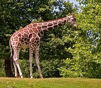 Giraffe (182043419)