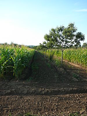 Agroforesterie (maïs et châtaigner)(2)