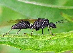 Camponotus pennsylvanica male 1 IMG 9572