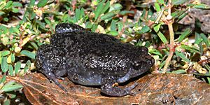 Eastern Narrow-mouth Toad, (Gastrophryne carolinensis) Liberty Co. Texas. photo by W. L. Farr