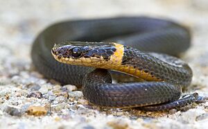Ringneck Snake (9600002836).jpg