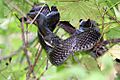 Black Rat Snake.jpg