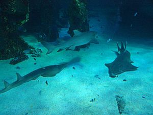 Sharks at the Sydney aquarium