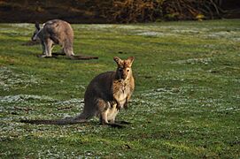 WPZ wallaby 04