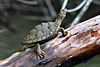 Texas map turtle (Graptemys versa), in situ, Travis County, Texas