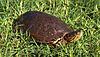 Big bend slider turtle (cropped).jpg