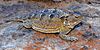 Greater short-horned lizard (Phrynosoma hernandesi) in situ, Culberson County, Texas